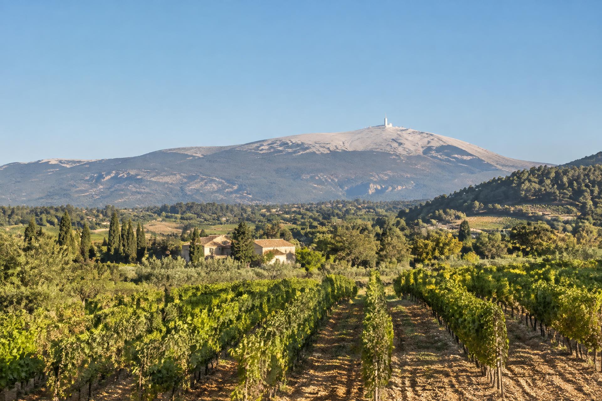 Le mont Ventoux au-dessus des vignobles provençaux